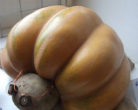 Rudenėlio spalvos